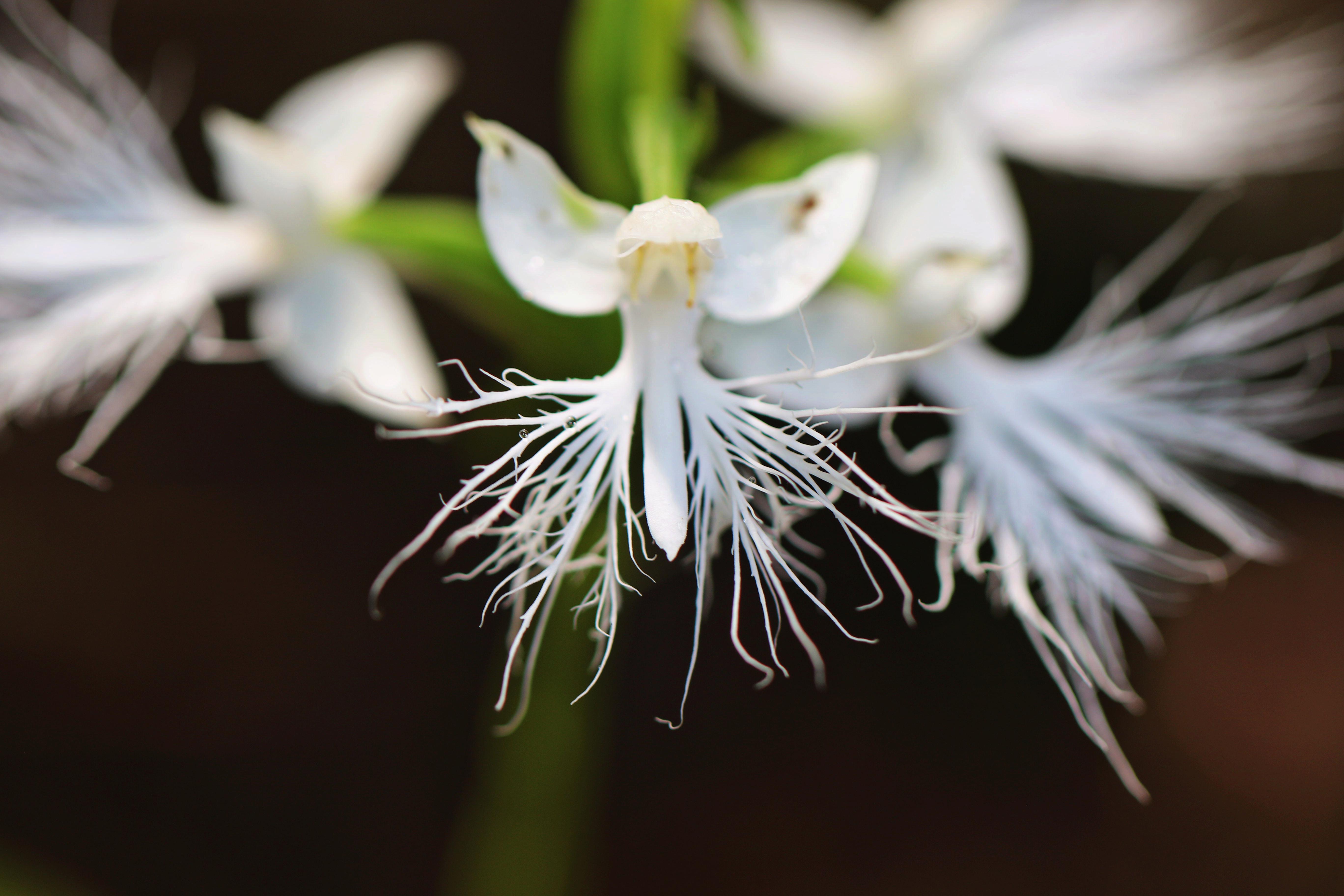 云南龙陵发现中国新记录物种龙须玉凤花(图3)