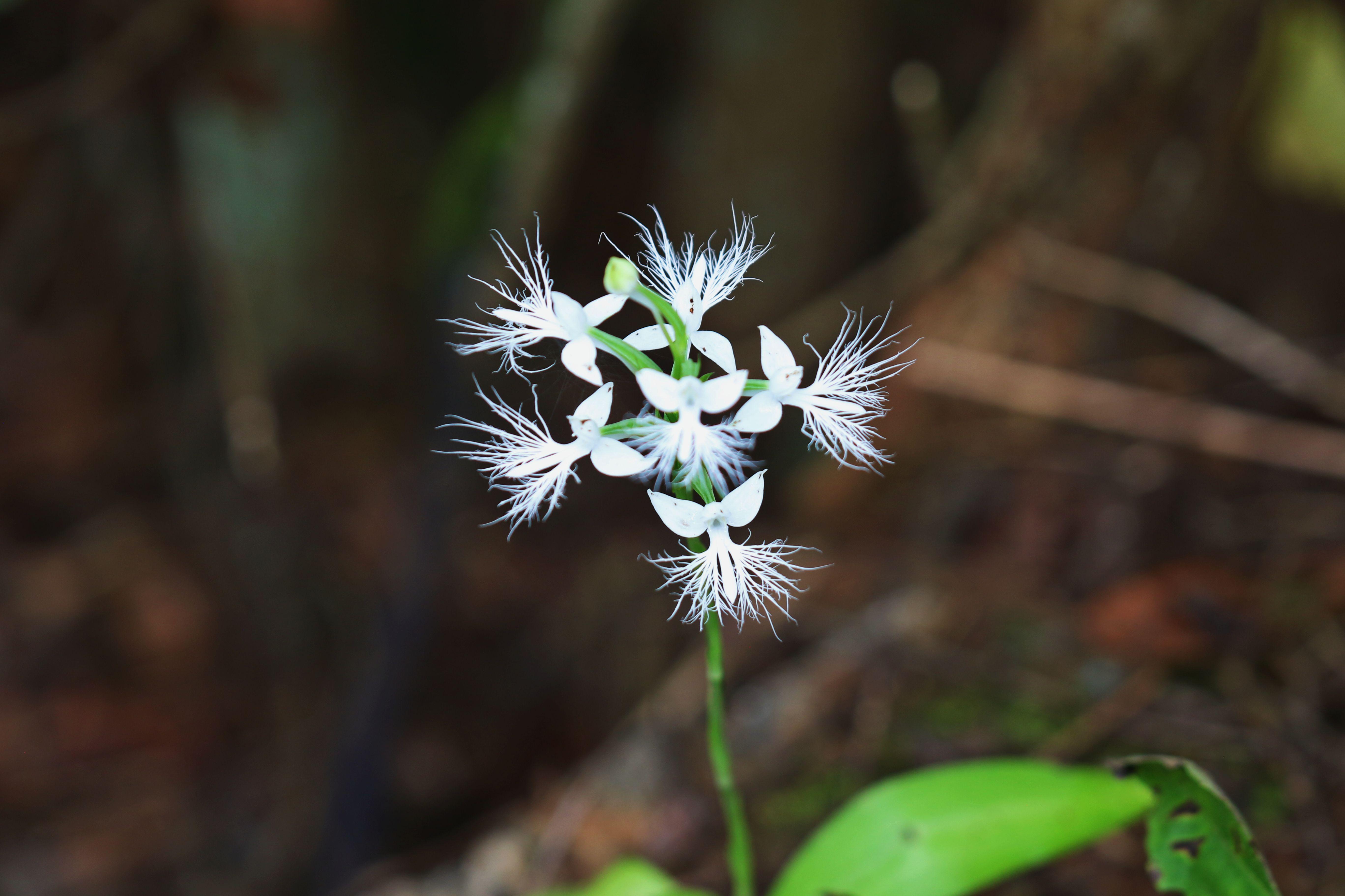 云南龙陵发现中国新记录物种龙须玉凤花(图4)