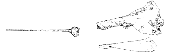 《山海经》的“独角兽”,居然是北极海域的“原住民”?(图3) 《山海经》的“独角兽”,居然是北极海域的“原住民”?(图3)