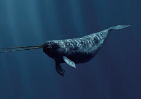 《山海经》的“独角兽”,居然是北极海域的“原住民”?(图4) 《山海经》的“独角兽”,居然是北极海域的“原住民”?(图4)