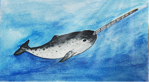 《山海经》的“独角兽”,居然是北极海域的“原住民”?(图5) 《山海经》的“独角兽”,居然是北极海域的“原住民”?(图5)